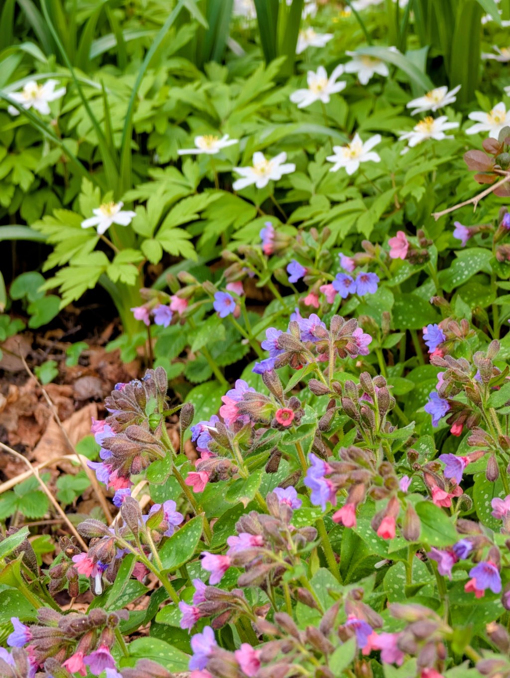 April im Garten